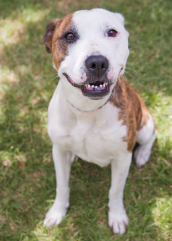 Staffy Cross Pitbull White