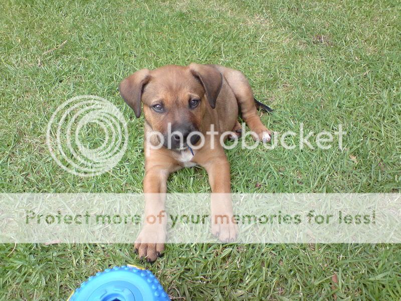 Staffy Cross Ridgeback