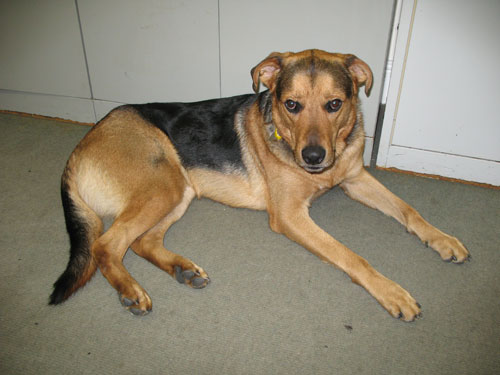 Staffy Cross Ridgeback Black