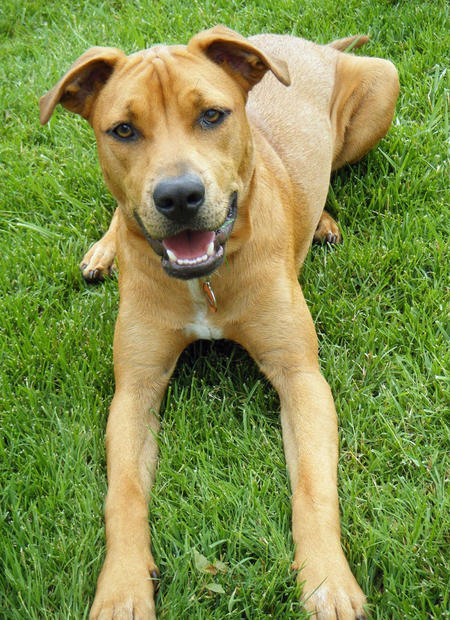 Staffy Cross Ridgeback Puppies