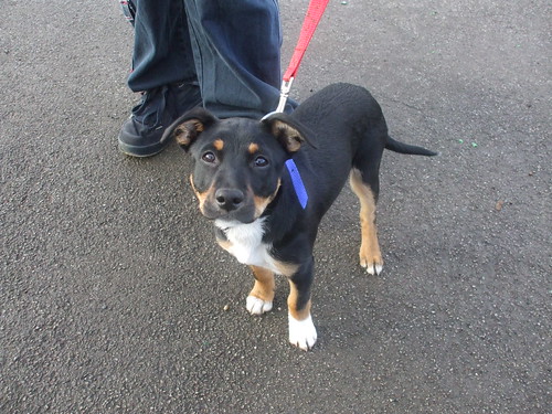 Staffy Cross Ridgeback Puppies