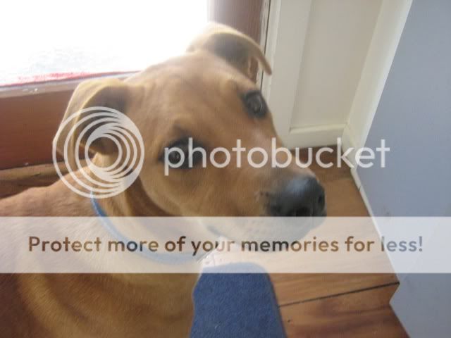 Staffy Cross Ridgeback Temperament