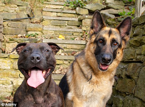 Staffy Cross Rottweiler Puppies