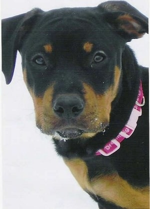 Staffy Cross Rottweiler Temperament