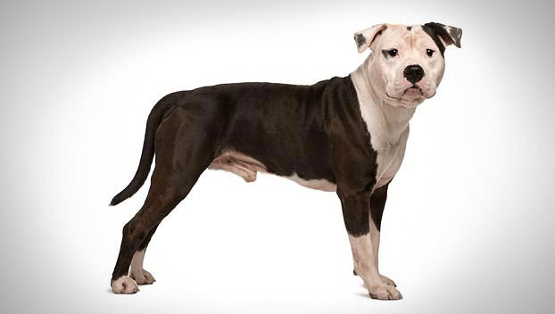 Staffy Dog Breed