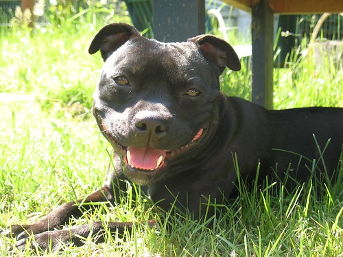 Staffy Dog Cake