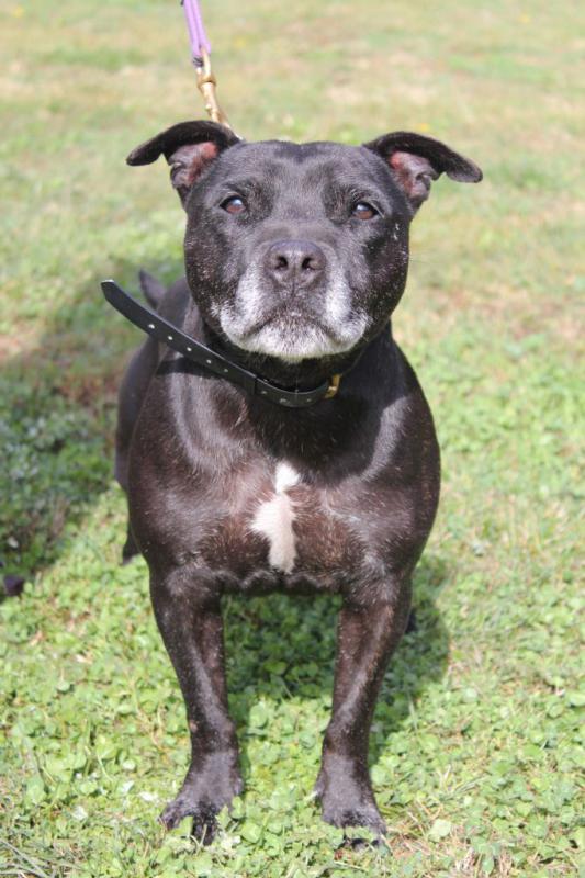 Staffy Dog Images