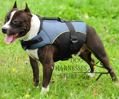 Staffy Dog Images