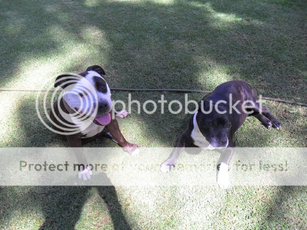 Staffy Dog Images