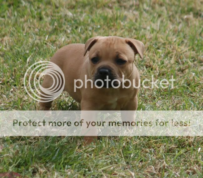 Staffy Dog Images