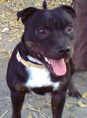 Staffy Dog Pictures