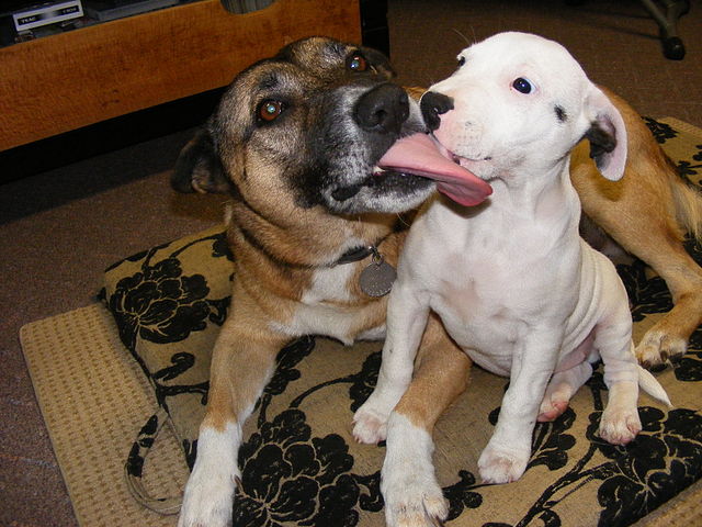 Staffy Dog Tattoos