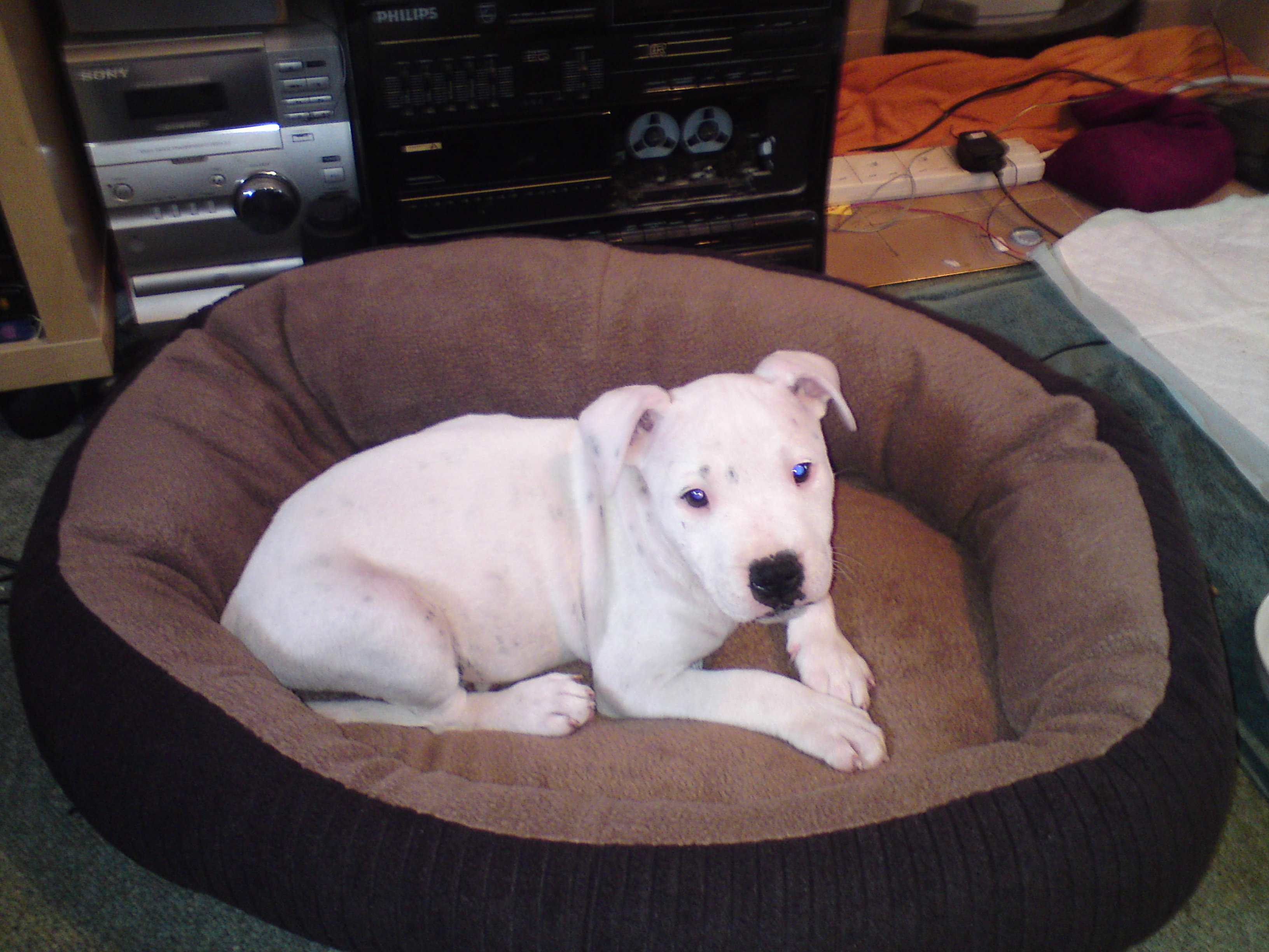 Staffy Puppies