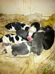 Staffy Puppies Black And White