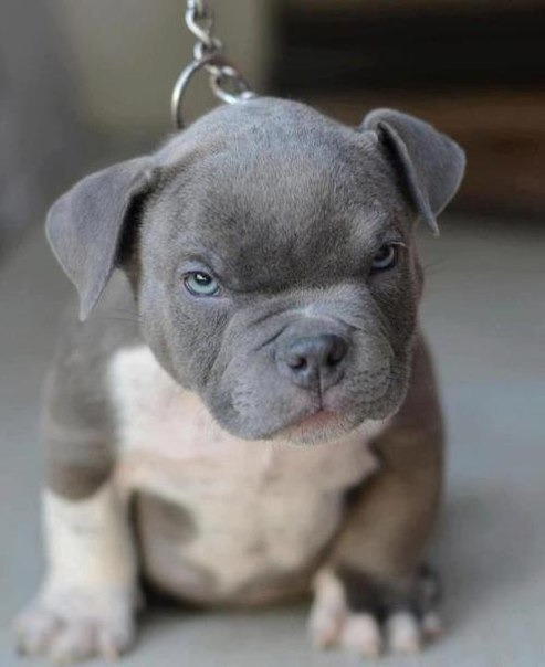 Staffy Puppies Blue