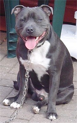 Staffy Puppies Blue