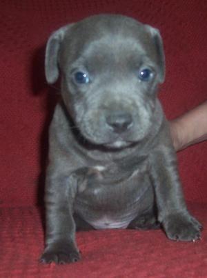 Staffy Puppies Blue