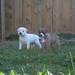 Staffy Puppies Brindle