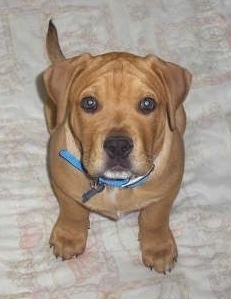 Staffy Puppies Brown