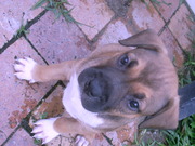 Staffy Puppies For Sale Perth