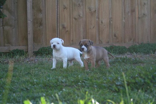 Staffy Pups