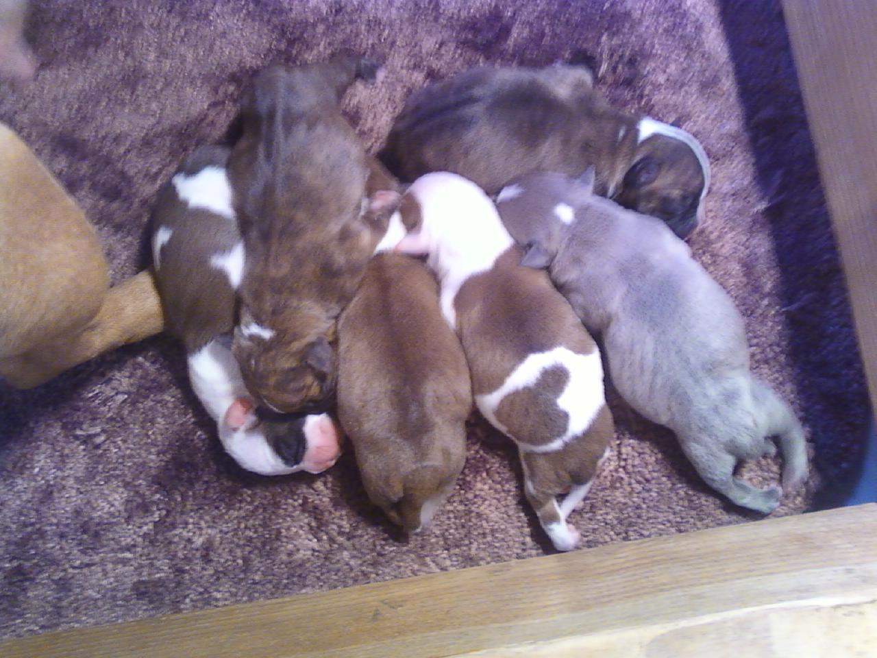 Staffy Pups