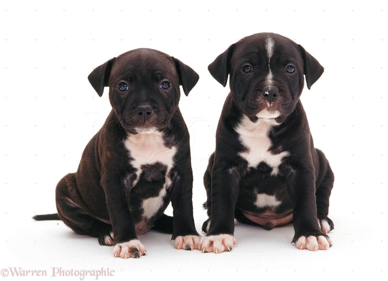 Staffy Pups Brindle