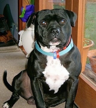 Staffy Pups Brindle