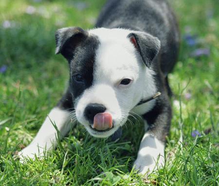 Staffy Pups Images