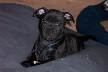 Staffy Pups Pictures