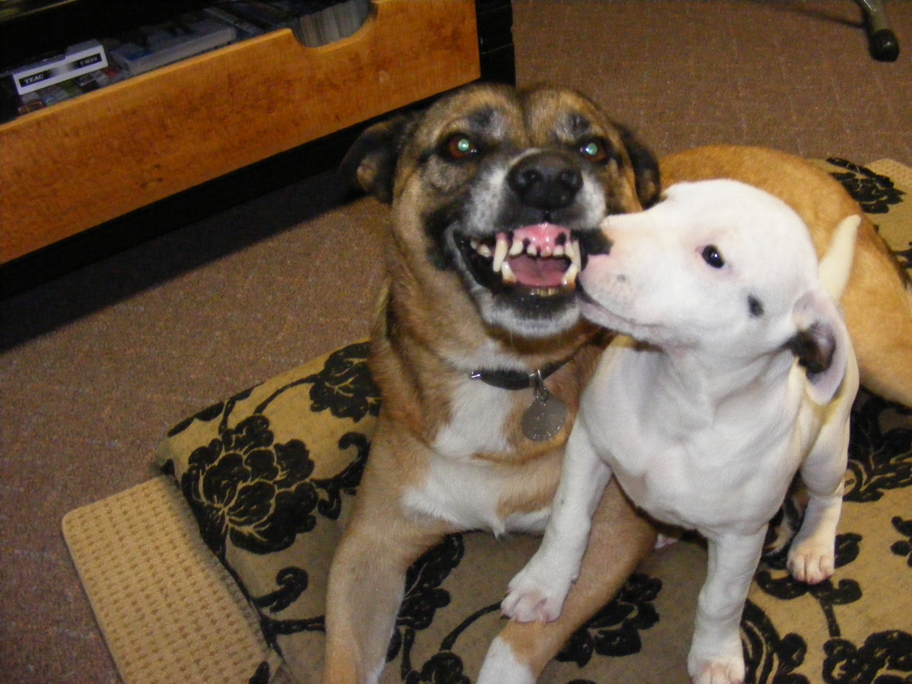 Staffy Pups White