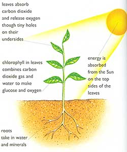 Steps Of Photosynthesis For Kids