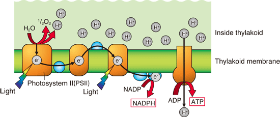 Steps Of Photosynthesis For Kids