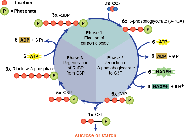 Steps Of Photosynthesis For Kids