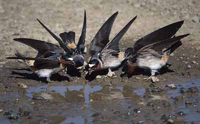 Streamlined Body Of Birds