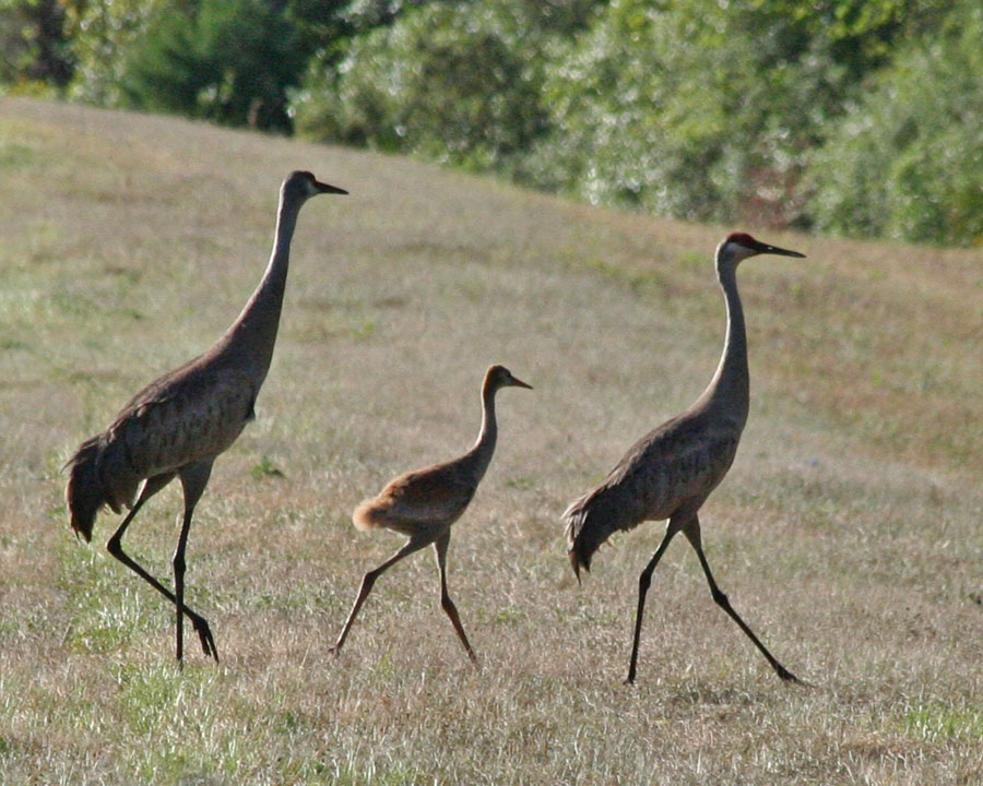 Streamlined Body Of Birds