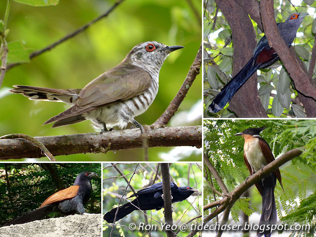 Streamlined Body Of Birds