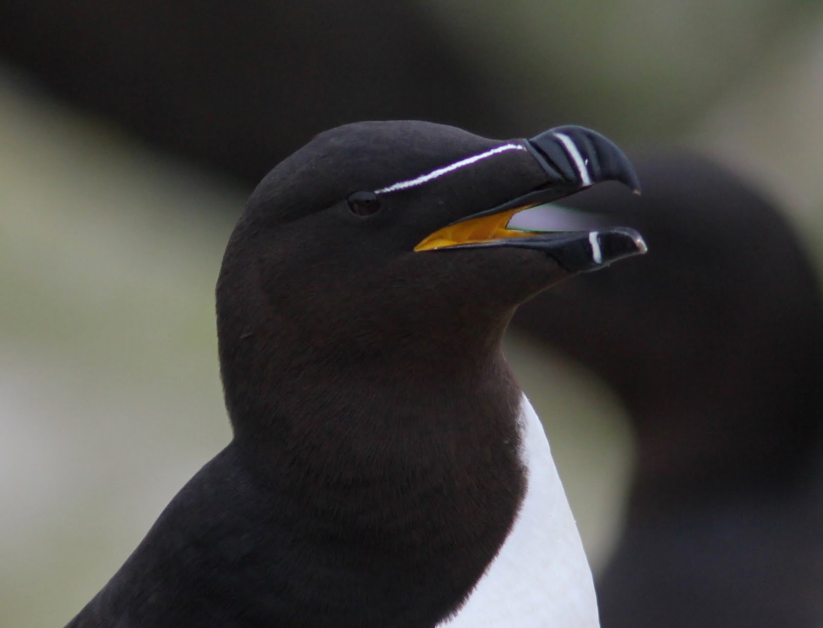 Streamlined Body Of Birds