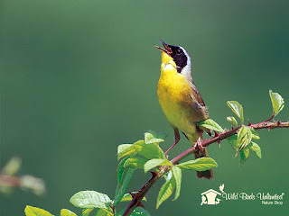 Streamlined Body Of Birds