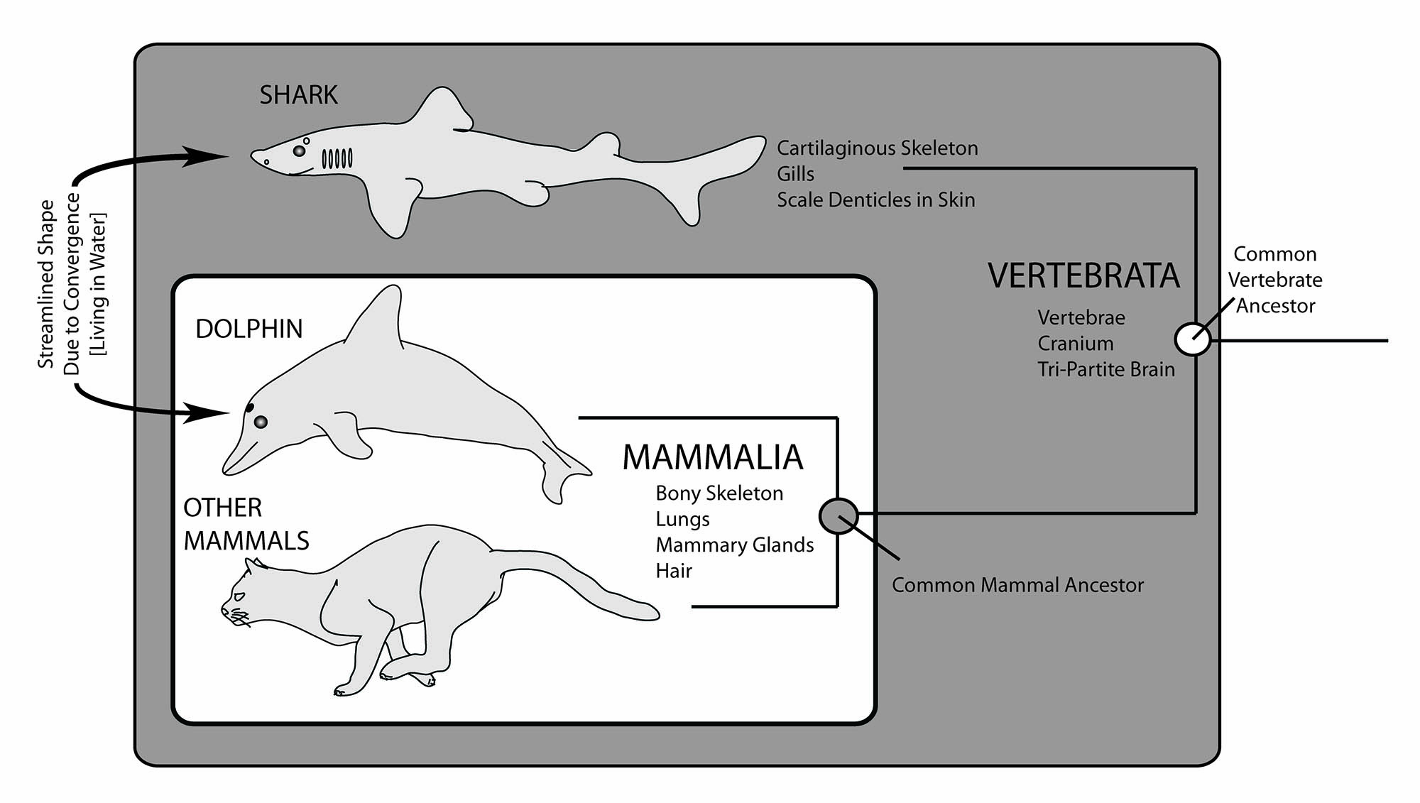 Streamlined Body Wiki