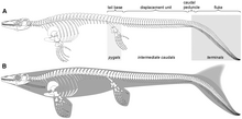 Streamlined Body Wiki