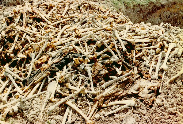 The Killing Fields Today