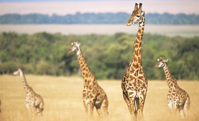 The Royal Livingstone Hotel Victoria Falls Zambia