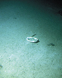 Titanic Pictures Underwater Video