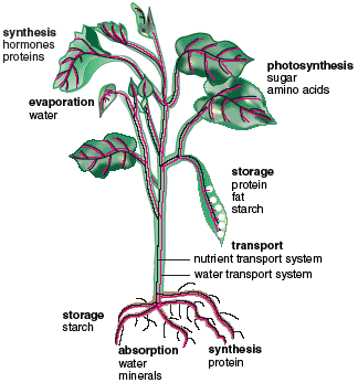 Transportation In Plants