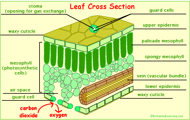 Transportation In Plants