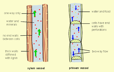 Transportation In Plants