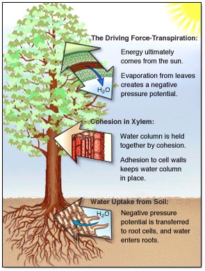 Transportation In Plants