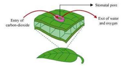 Transportation In Plants And Animals