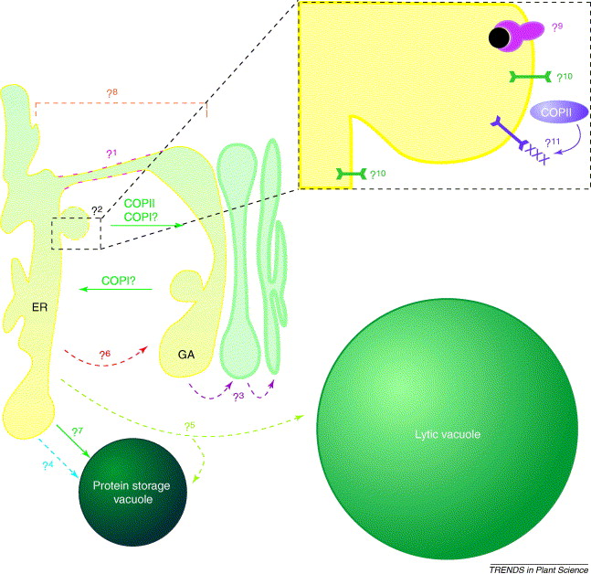 Transportation In Plants And Animals Questions